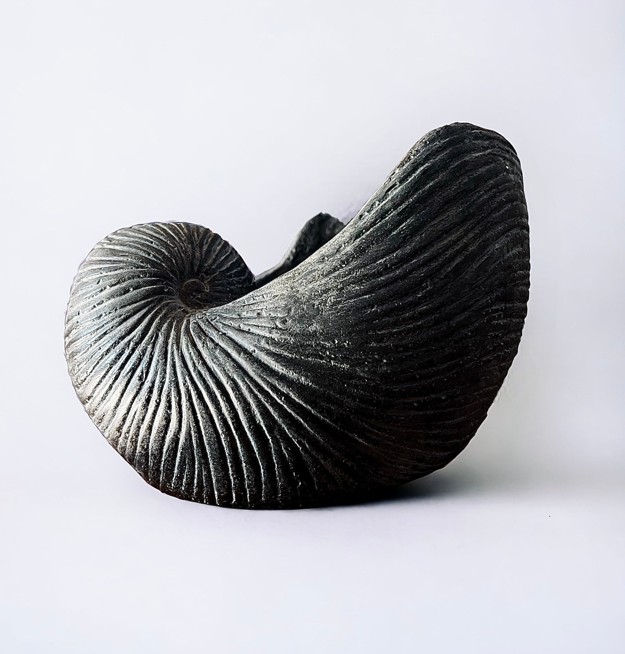 Conch Charcoal Shell (Vintage)